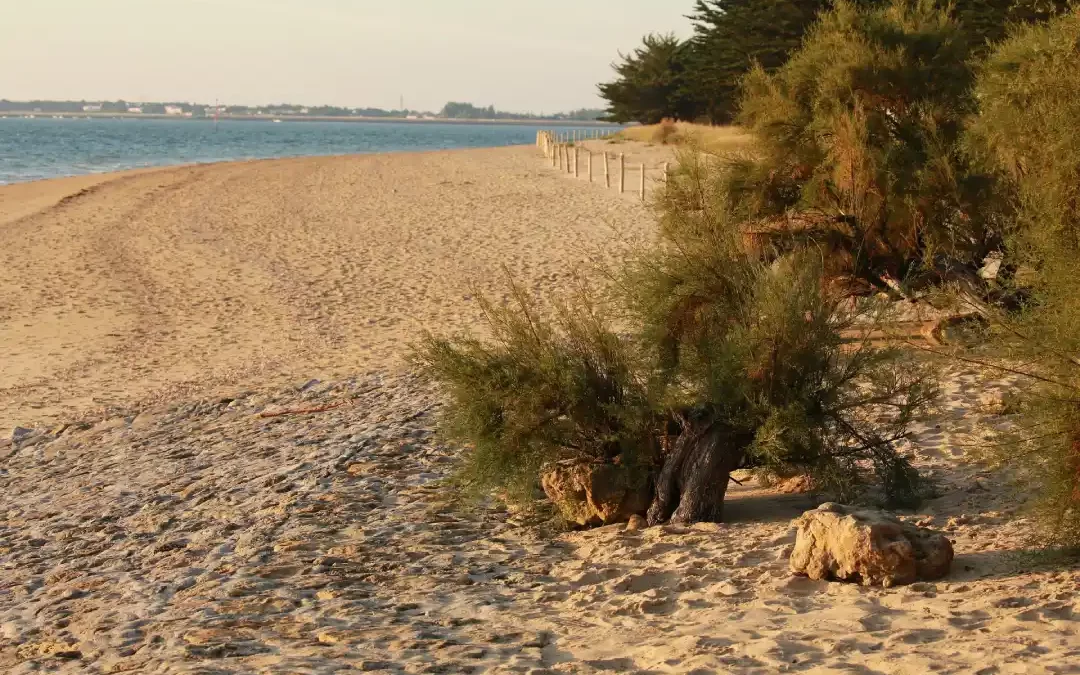 Meilleures plages naturistes en Vendée : un guide complet