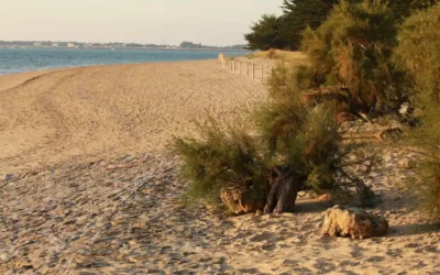 Top des plages naturistes en Vendée : un guide complet