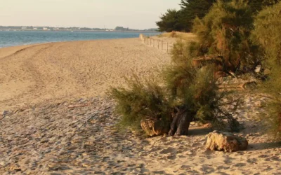 Meilleures plages naturistes en Vendée : un guide complet